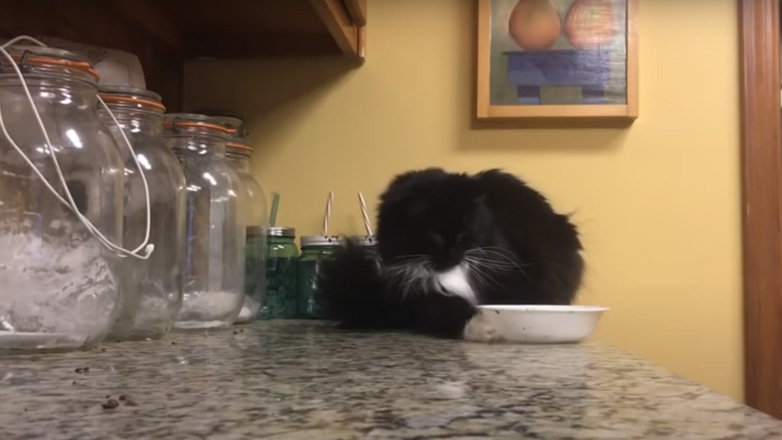 Γάτα τελειομανής