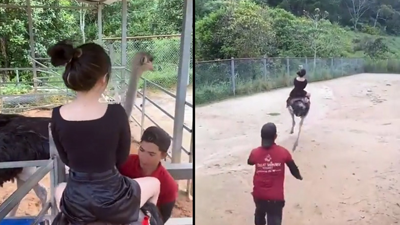 Γρήγορη βόλτα με μια στρουθοκάμηλο