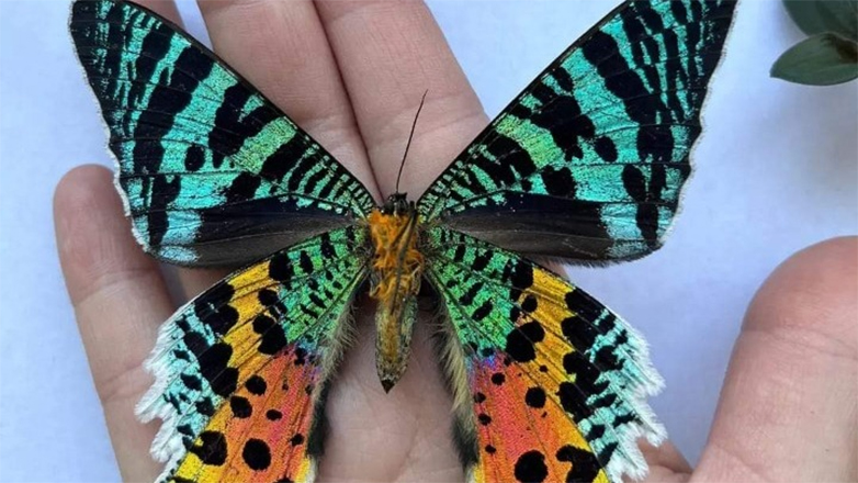 Αληθινά φτερά πεταλούδας γίνονται κοσμήματα