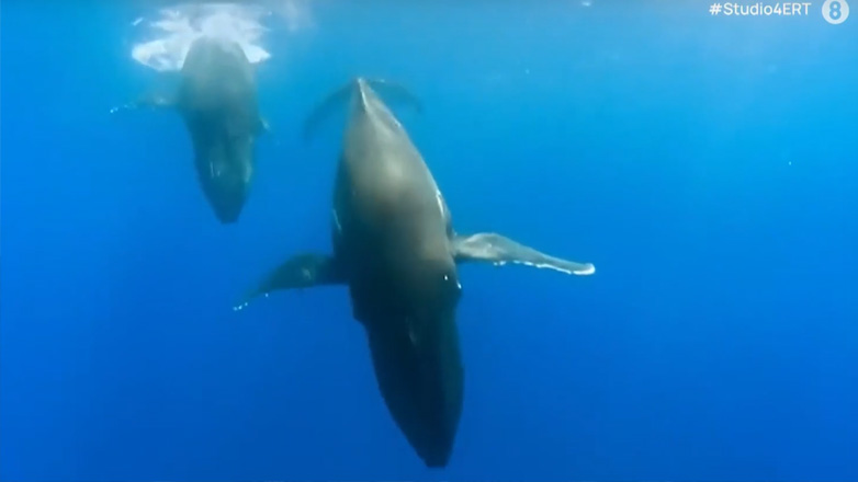 Αλάσκα: Ερευνητές «συνομίλησαν» με 38χρονη φάλαινα