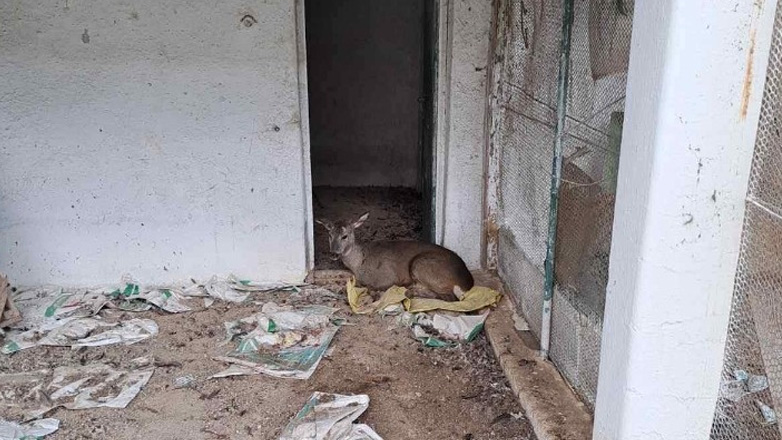 Γρεβενά: Ευθανασία σε ζαρκάδι που πυροβόλησαν λαθροθήρες