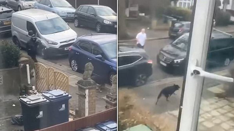 Αστυνομικοί στο Λονδίνο σκότωσαν εν ψυχρώ σκύλο