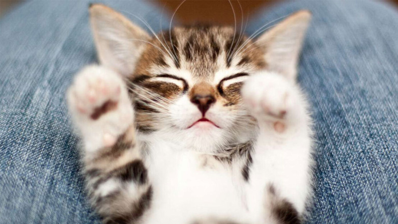 Πέντε tips που πρέπει να ξέρεις αν υιοθέτησες γάτα