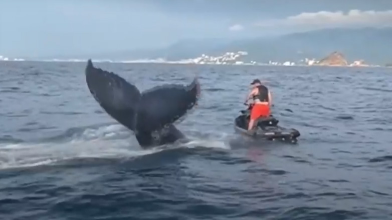 Φάλαινα κάνει έκπληξη σε άνδρα πάνω σε τζετ σκι