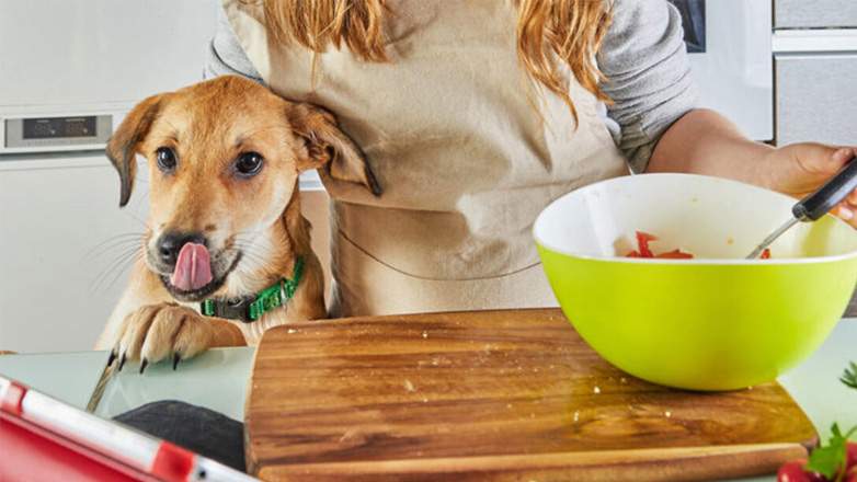 Ρολό κοτόπουλου με κινόα για τον σκύλο σας