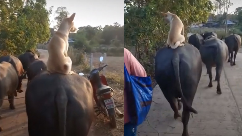 Δύο καλοί φίλοι