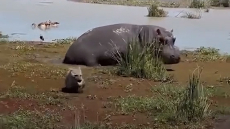 Ύαινα ξεφεύγει οριακά από τα σαγόνια ιπποπόταμου