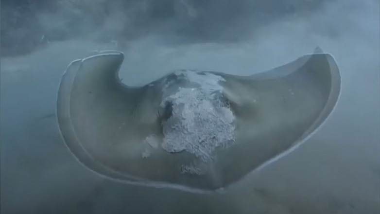 Δύτης σώζει νεαρό σαλάχι