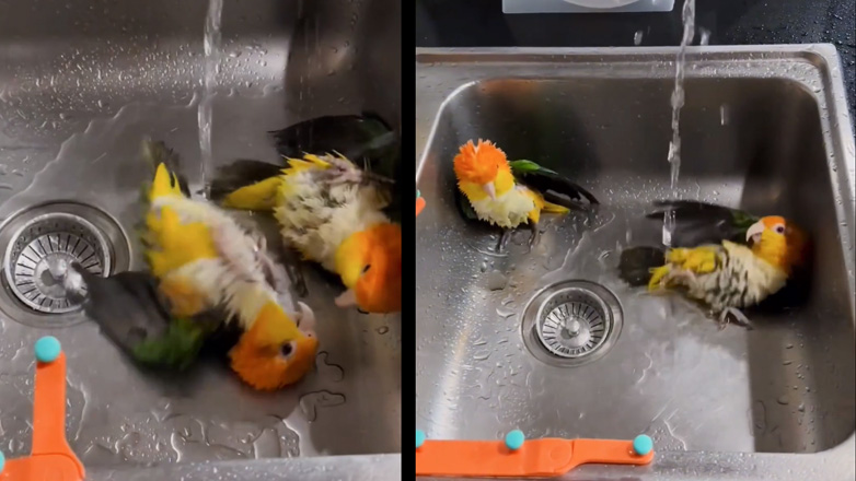 Παπαγάλοι κάνουν μπάνιο