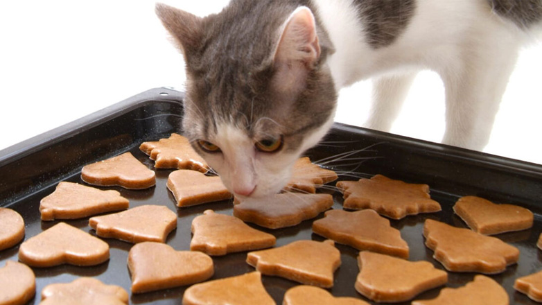 Γιατί δεν πρέπει να δώσετε ποτέ γλυκά στη γάτα;