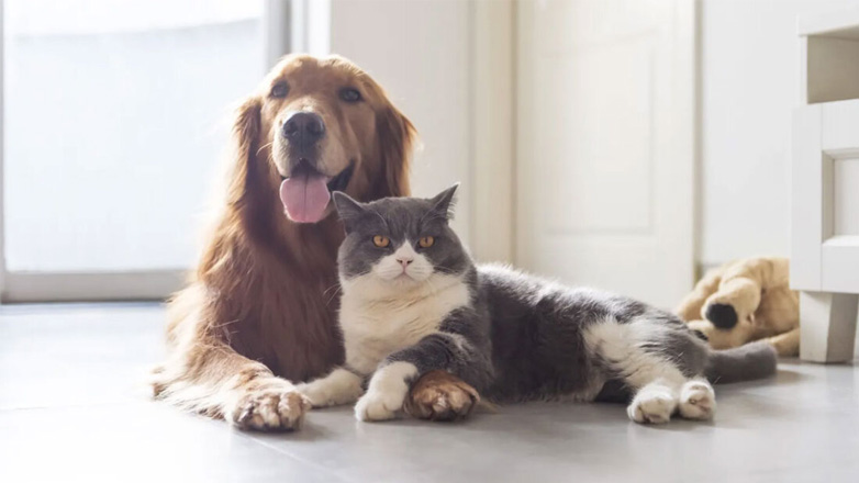 Γιατί οι κτηνίατροι είναι κατά της στείρωσης των ζώων συντροφιάς