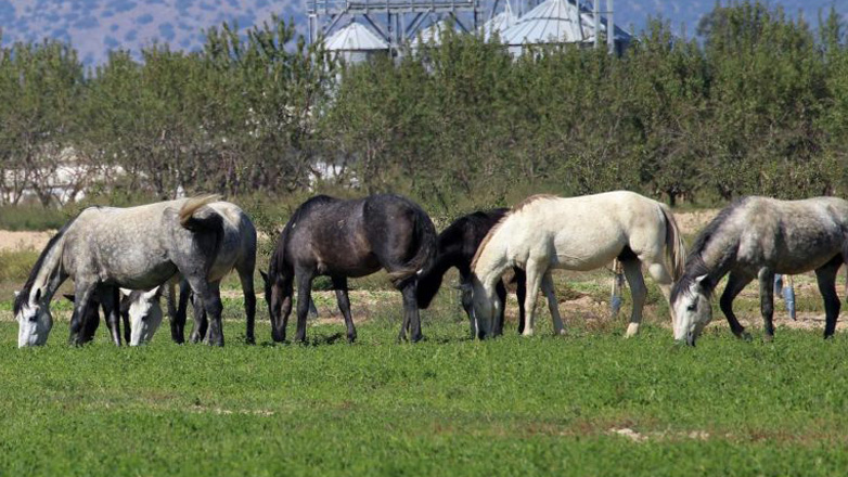 Φρίκη στα Γρεβενά: Άγνωστοι πυροβόλησαν και τεμάχισαν 5 άλογα