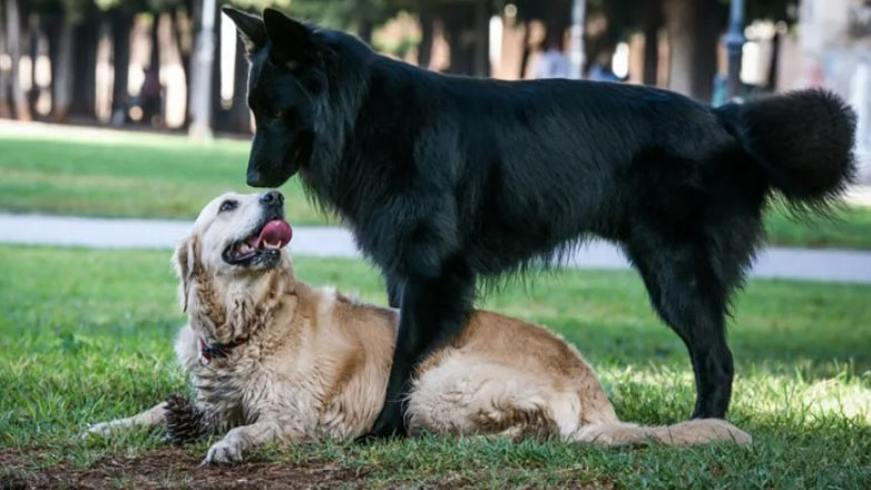Ιταλία: Με ανάλυση DNA θα εντοπίζονται οι ιδιοκτήτες των σκύλων που αφήνουν τα περιττώματα των ζώων τους στον δρόμο