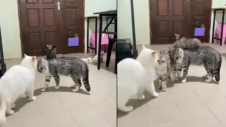 Γάτα ειρηνοποιός