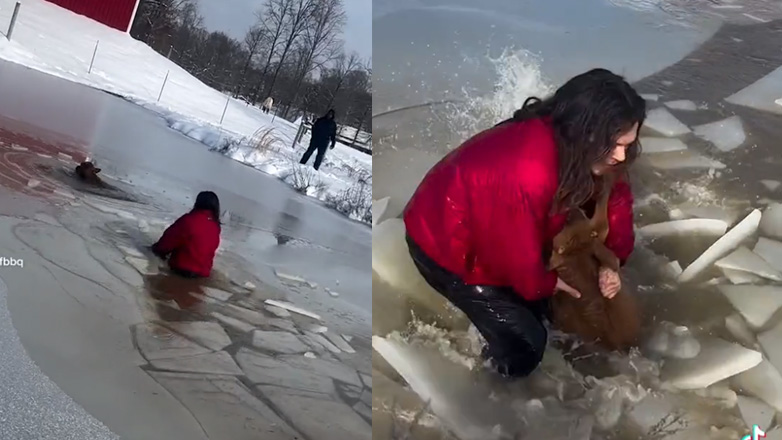 Συγκινητική διάσωση για μοσχαράκι