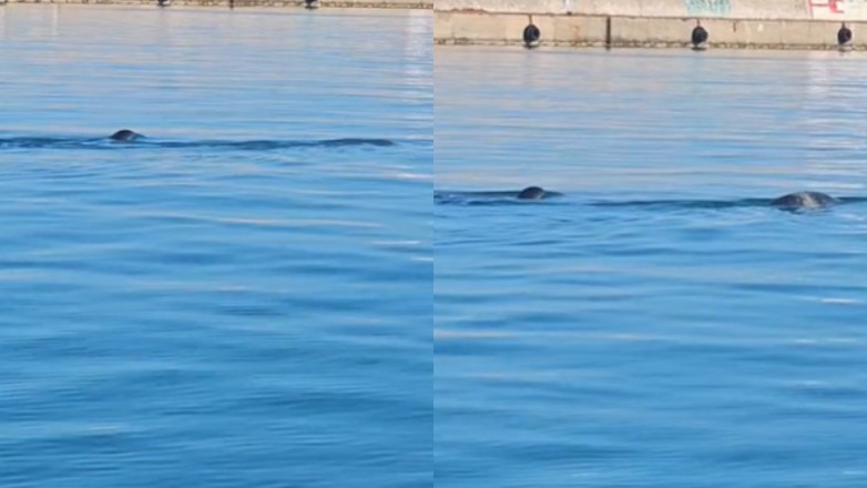 Εθεάθησαν φώκιες στο λιμάνι του Ηρακλείου