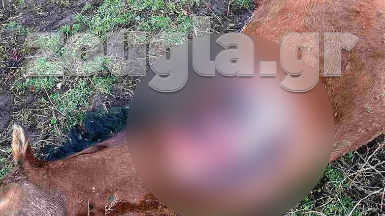 Σοκ από την απίστευτη βαρβαρότητα με τα σφαγιασμένα άλογα