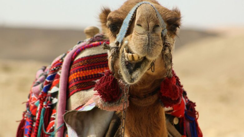 Το γάλα της καμήλας ρίχνει τη χοληστερόλη στους διαβητικούς