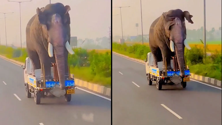 Μεταφέροντας έναν ελέφαντα με 80 χλμ/ώρα