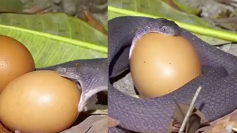 Φίδι τρώει ένα αβγό