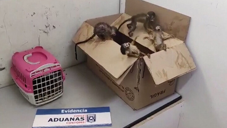Πεινασμένα και αφυδατωμένα μαϊμουδάκια κατασχέθηκαν σε τελωνείο της Χιλής