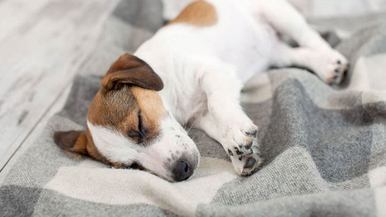 Αχαΐα: Πυροβόλησαν εξ επαφής με δύο σφαίρες σκύλο στην πλάτη