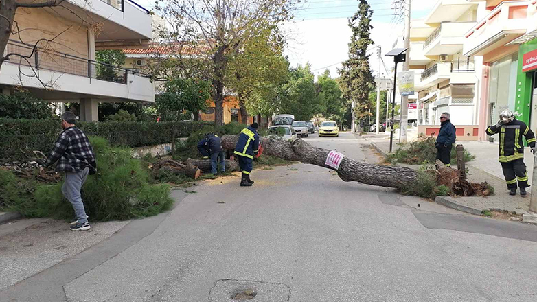 Οι θυελλώδεις βοριάδες έριξαν δέντρα