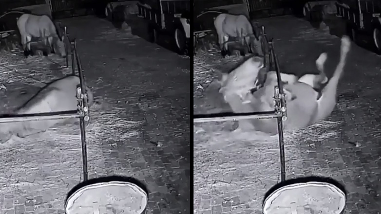 Το άλογο που ειδικεύεται στις αποδράσεις