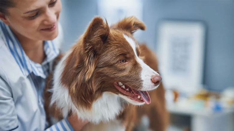 Σκύλος: Πότε μπορώ να στειρώσω τo ζωάκι μου με ασφάλεια;