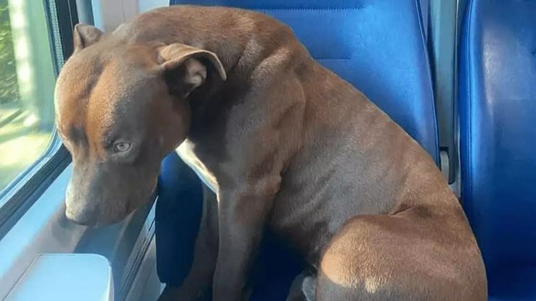 Πίτμπουλ ταξιδεύει μόνο του με τρένο στη Βενετία