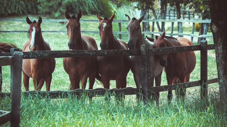 Εισαγγελική παρέμβαση για την κτηνωδία με τα τεμαχισμένα άλογα στα Γρεβενά