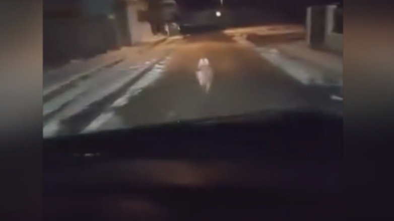 Λύκοι μπήκαν στην Πτολεμαΐδα