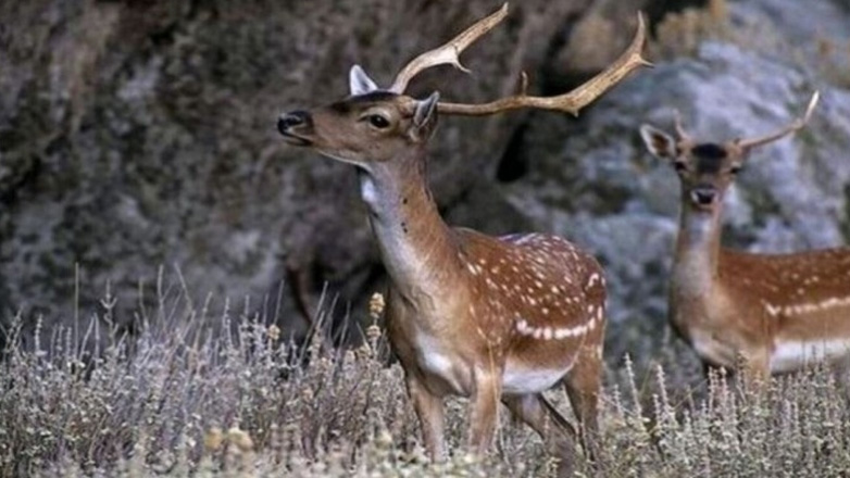 Πέντε πάρκα για την προστασία των χιλιάδων ελαφιών της Ρόδου
