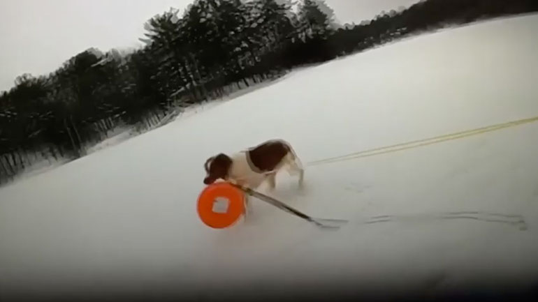 Ηρωικός σκύλος βοηθά στη διάσωση του ιδιοκτήτη του