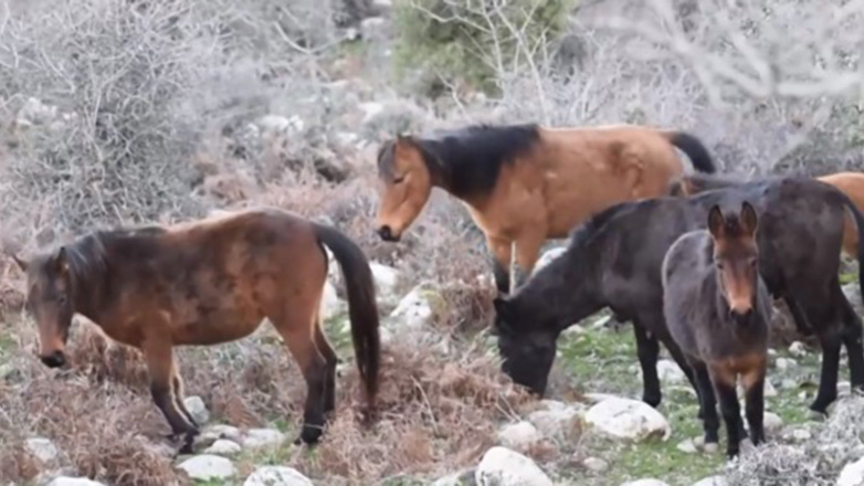 Λεπέτυμνο Λέσβου: Ο ηλιόλουστος οικισμός με την ανέγγιχτη ομορφιά και τα περήφανα άγρια άλογα
