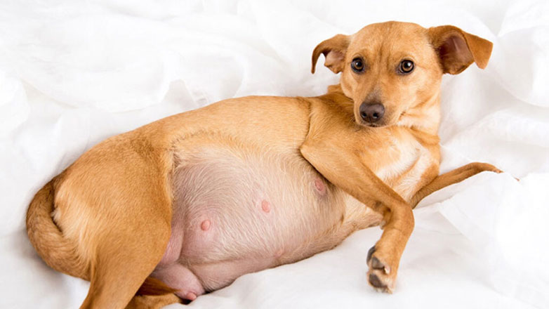 Κτηνωδία στο Ηράκλειο: Κρέμασαν σκύλο σε ποιμνιοστάσιο