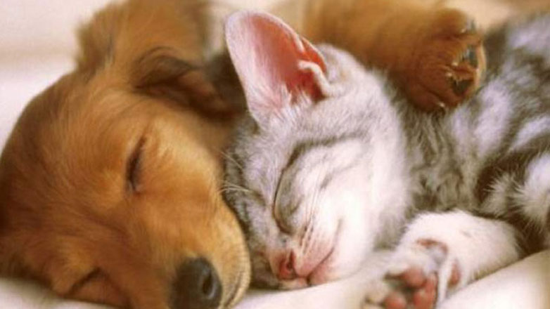 Εθνικό Μητρώο Ζώων Συντροφιάς: Επτά νέες ψηφιακές υπηρεσίες