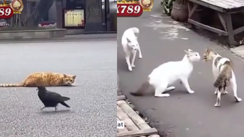 Τα αστραπιαία αντανακλαστικά μιας γάτας