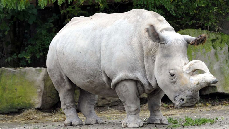 Γερμανία: Τεχνητή γονιμοποίηση σώζει τους βόρειους λευκούς ρινόκερους