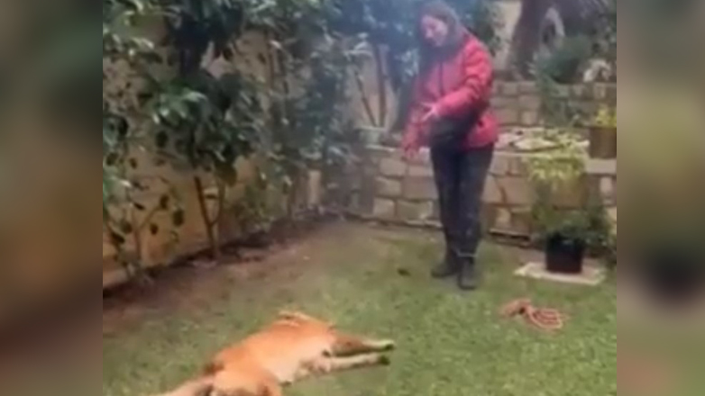 Τρομερό τρικ – Σκύλος προσποιείται τον νεκρό