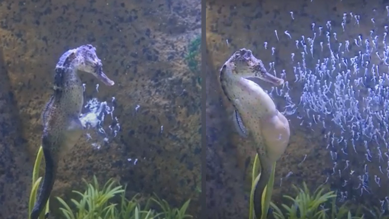 Iππόκαμπος γεννά εκατοντάδες μωρά