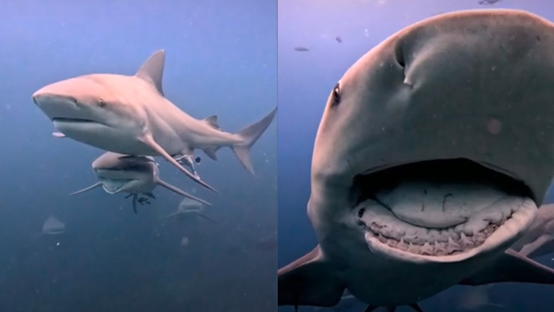 Δύτης συναντά καρχαρία με σπασμένο σαγόνι