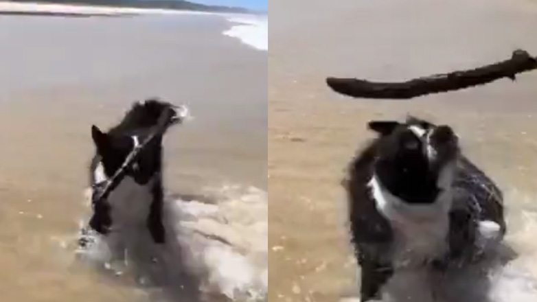 Σκύλος κάνει ένα κόλπο