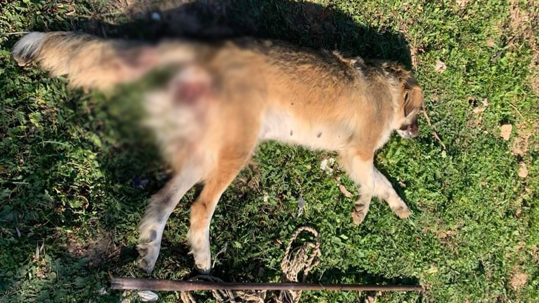 Παρέμβαση του Αρείου Πάγου για τη θανάτωση σκύλου στα Μέγαρα