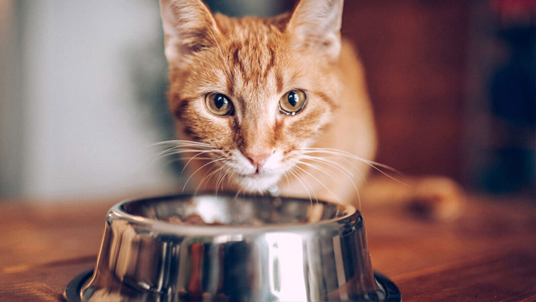 Σπιτικό φαγητό για τη γάτα: Τι να αποφύγετε