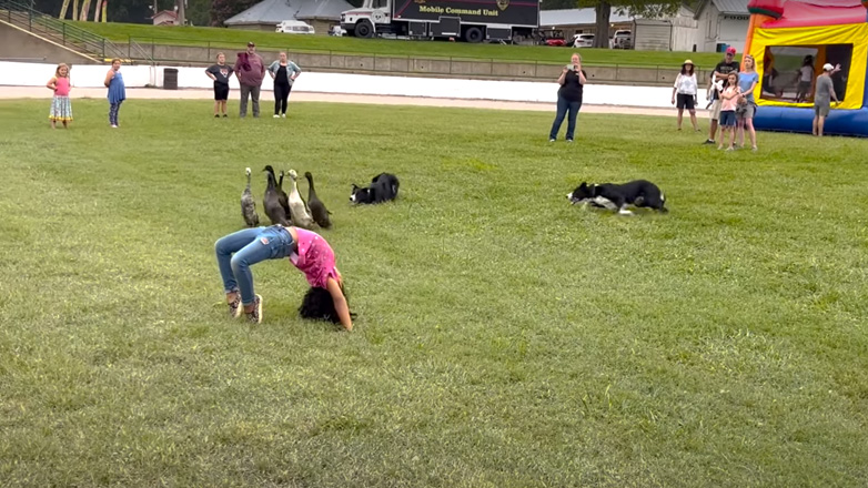 Εκπαιδευμένα μπόρντερ κόλεϊ δείχνουν τις ικανότητές τους