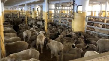 Πλοίο με 16.000 πρόβατα και βοοειδή πλέει ακυβέρνητο στα ανοιχτά της Αυστραλίας