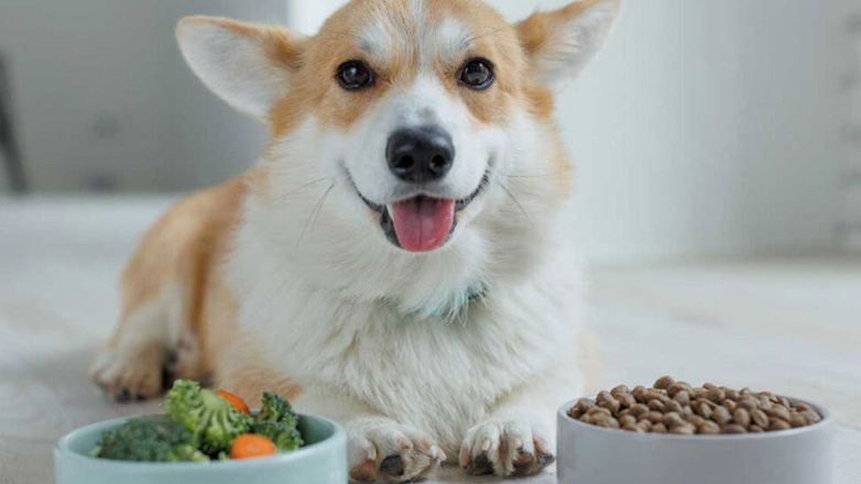 Ποιο είναι το ποσοστό πρωτεΐνης που πρέπει να τρώει ο σκύλος