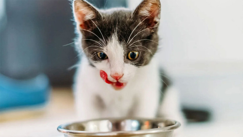 Μπισκότα με κοτόπουλο για τη γάτα