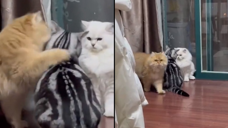 Ύπουλη γάτα προκαλεί ένα καβγά